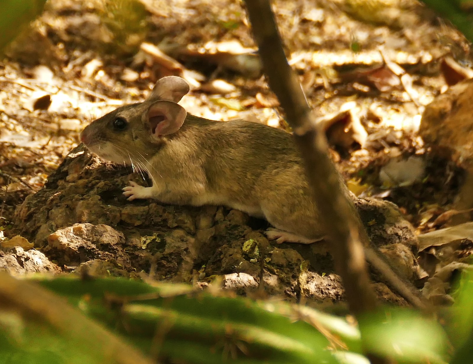 White-throated woodrat moving across shaded woodland litter
