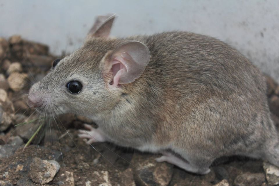 White-toothed woodrat