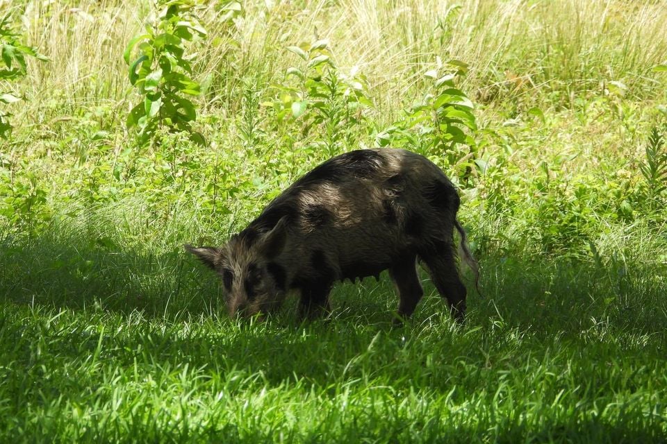 Adult wild boar foraging in grass