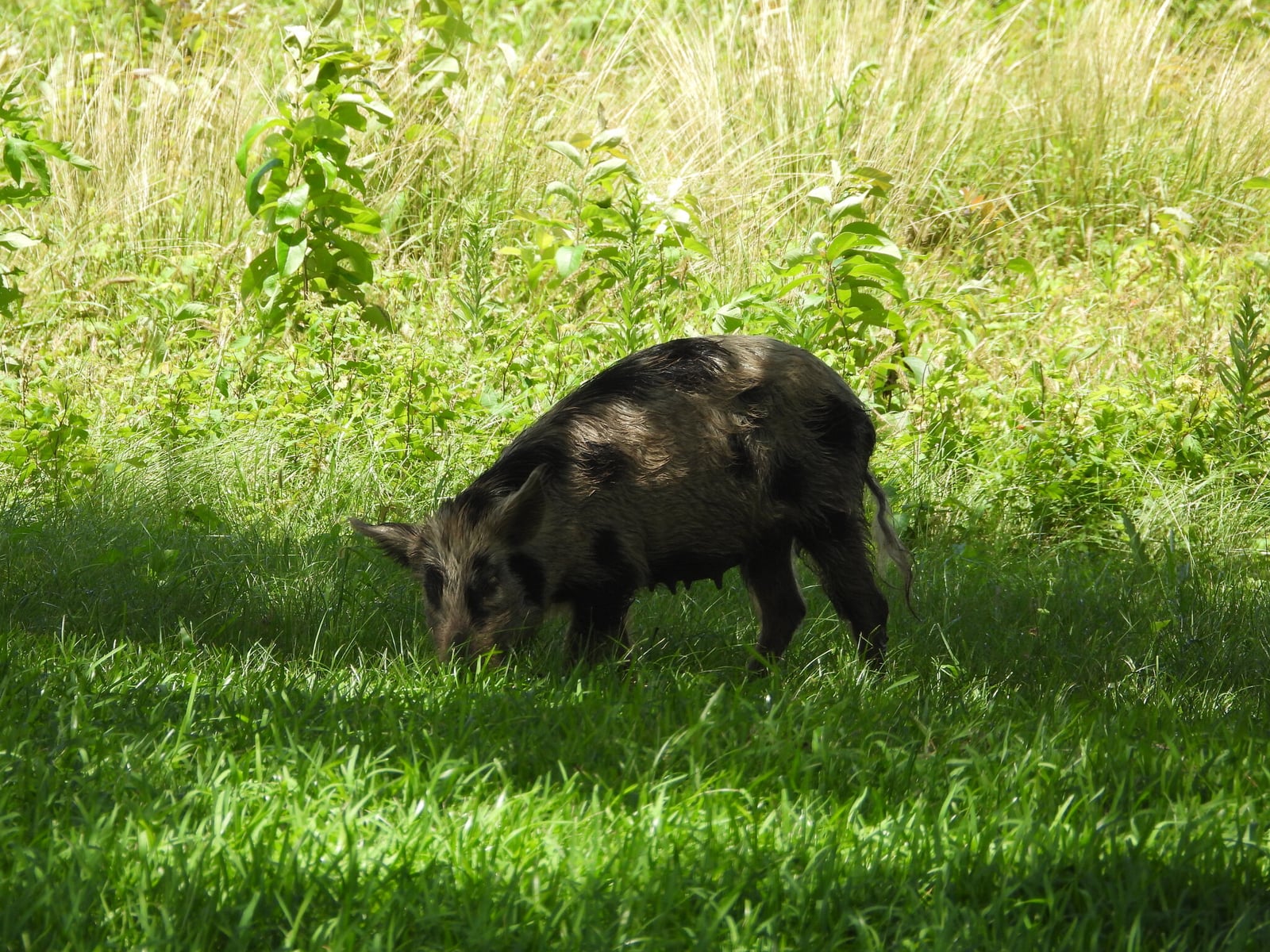 Adult wild boar foraging in grass