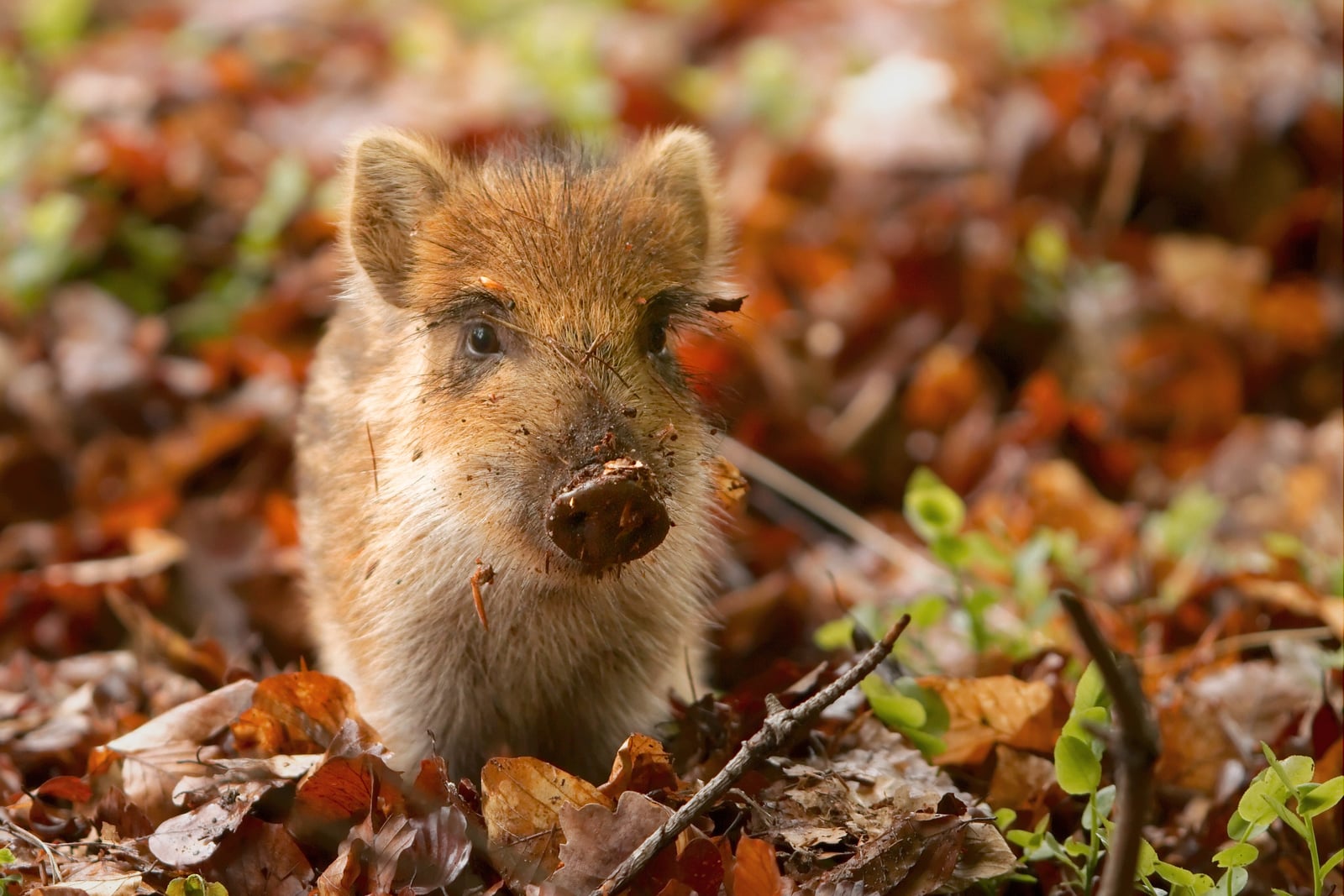 Young wild boar piglet in leaf litter