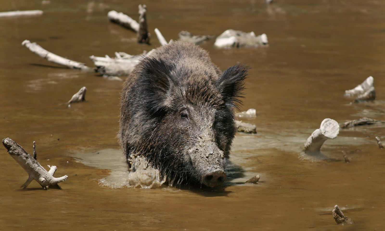 Wild boar wallowing in muddy water