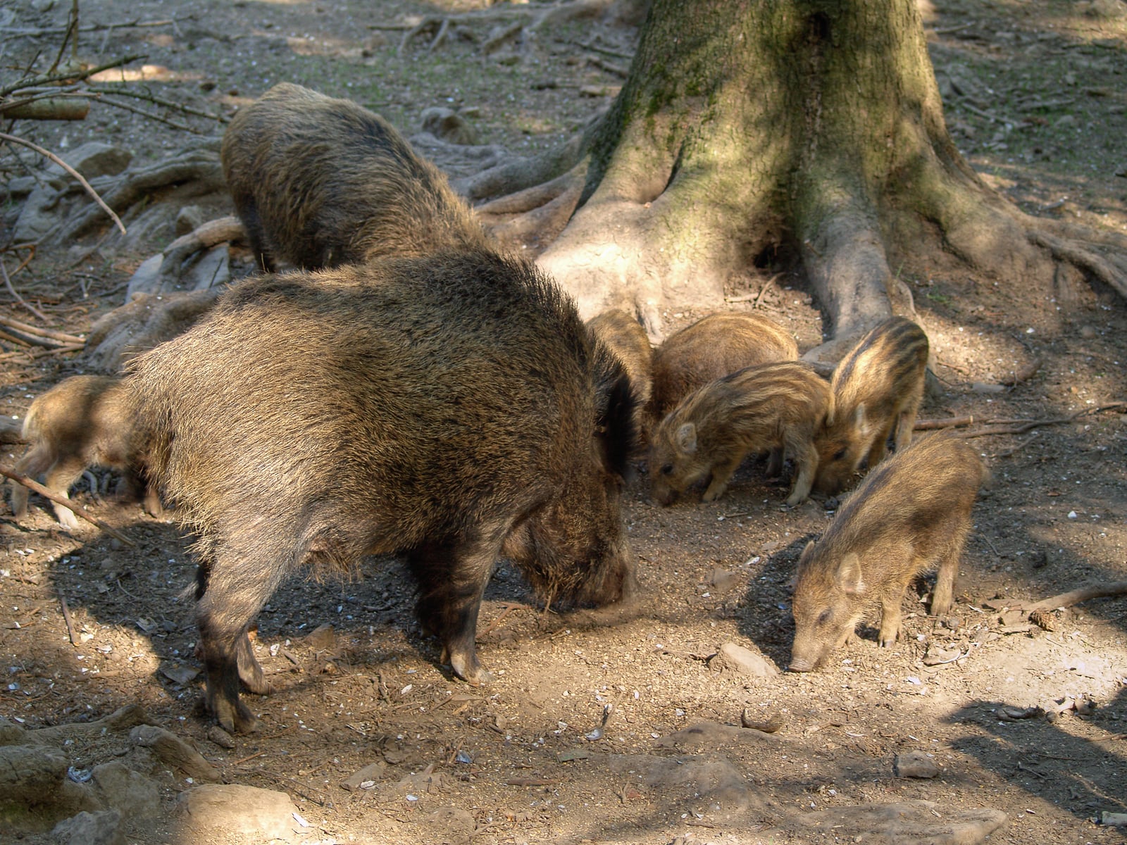 Wild boar sow with striped piglets
