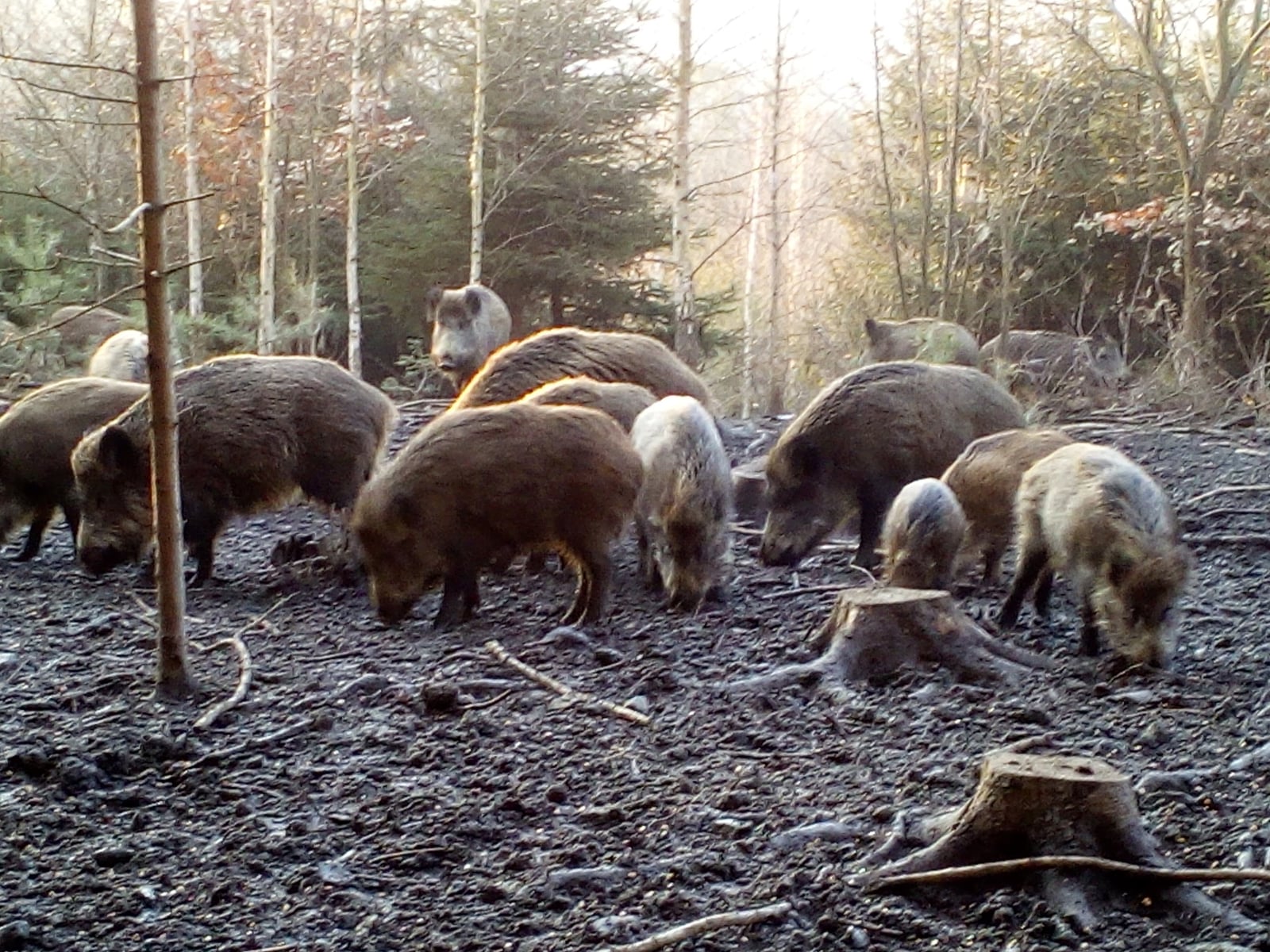 Sounder of wild boars feeding in woodland