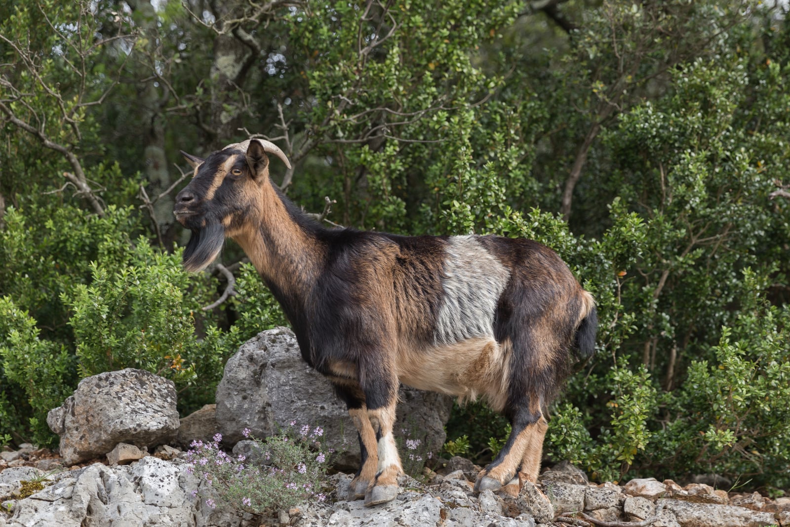 Capra aegagrus (Chèvre sauvage) - 57