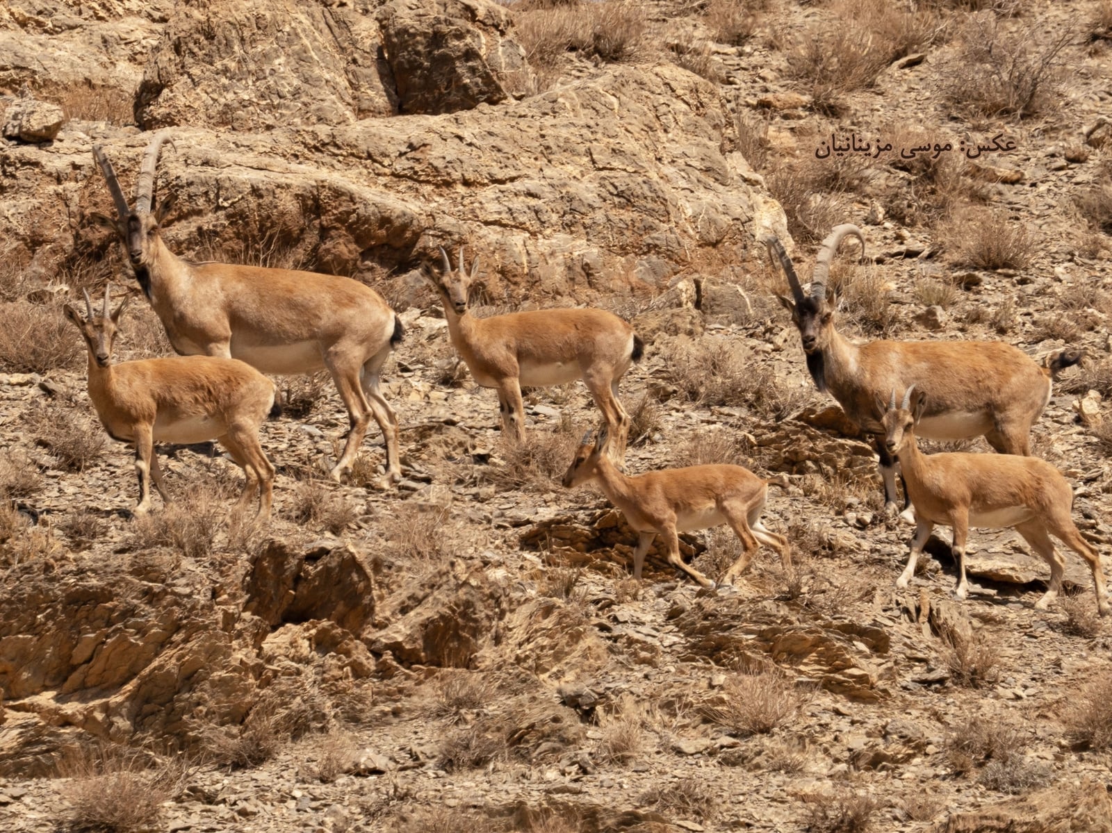 Bezoar (Capra aegagrus)