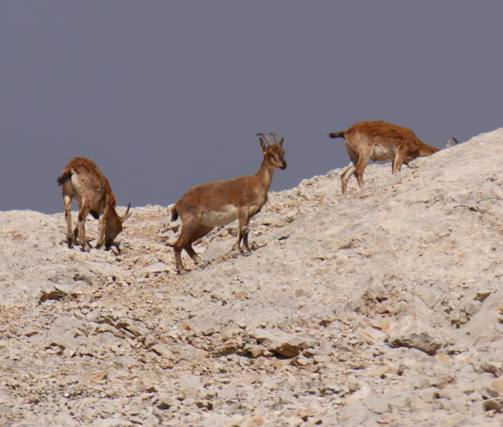 Wild Goat (Capra aegagrus)