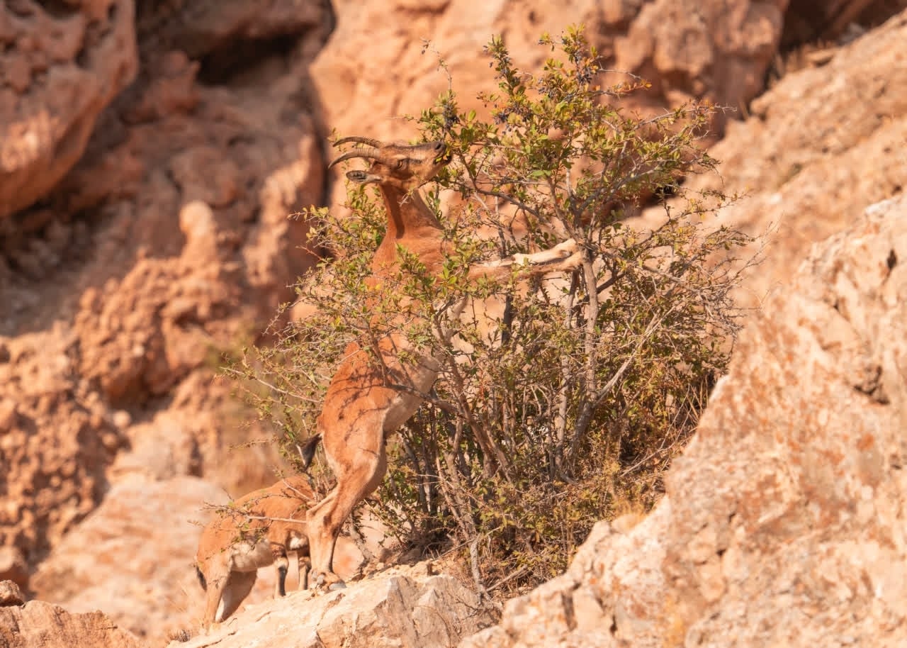 Bezoar (Capra aegagrus)