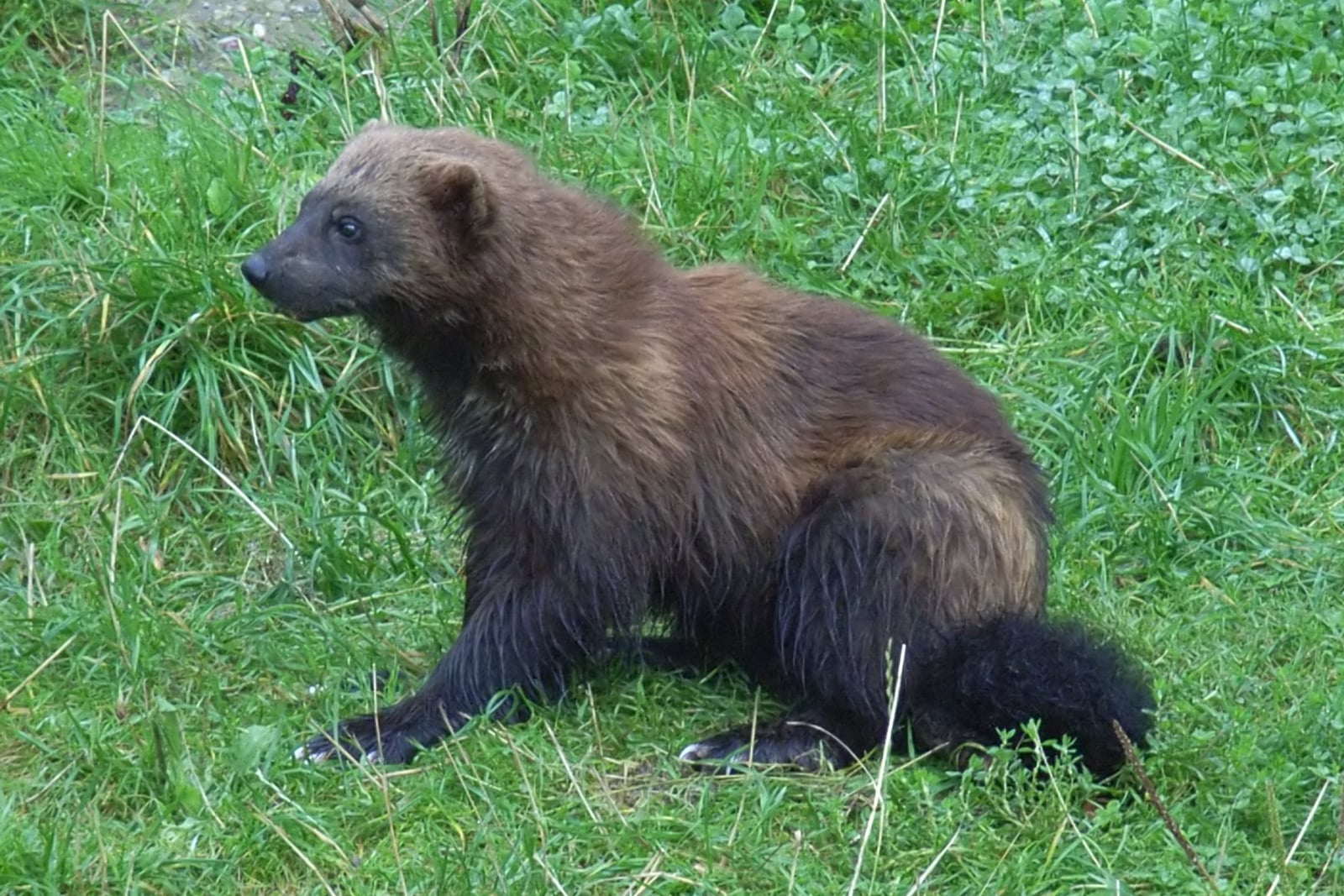 Wolverine (Gulo gulo)