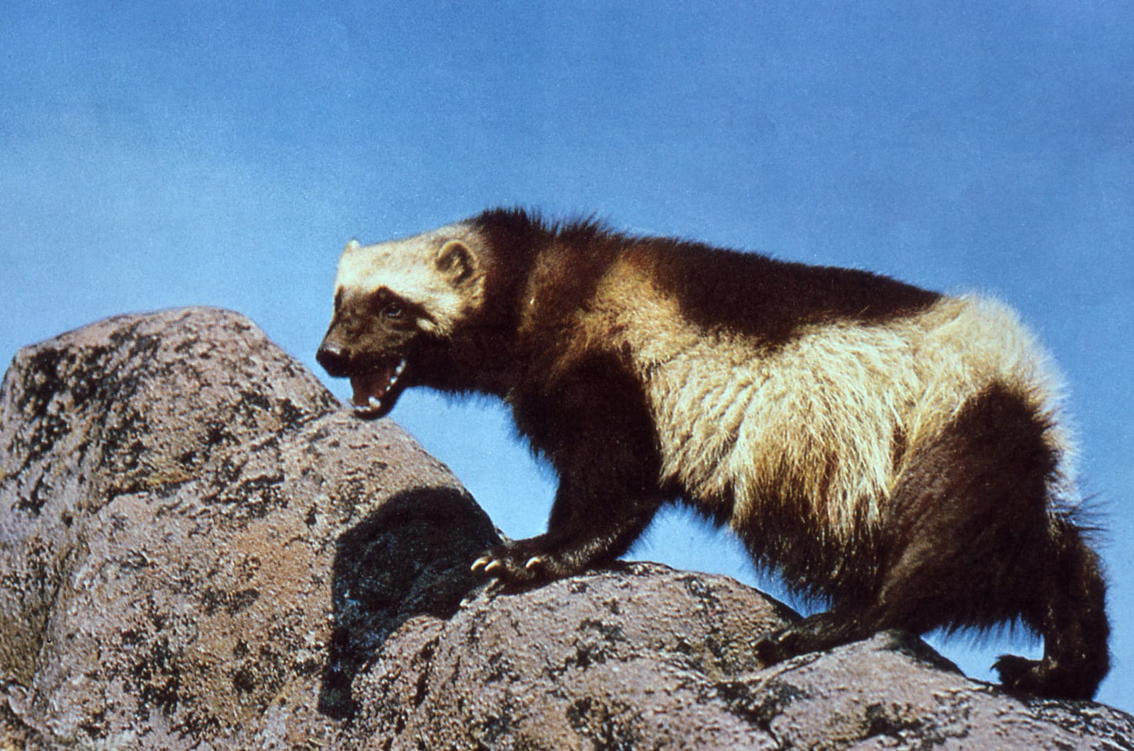 Wolverine perched alert on a rock outcrop