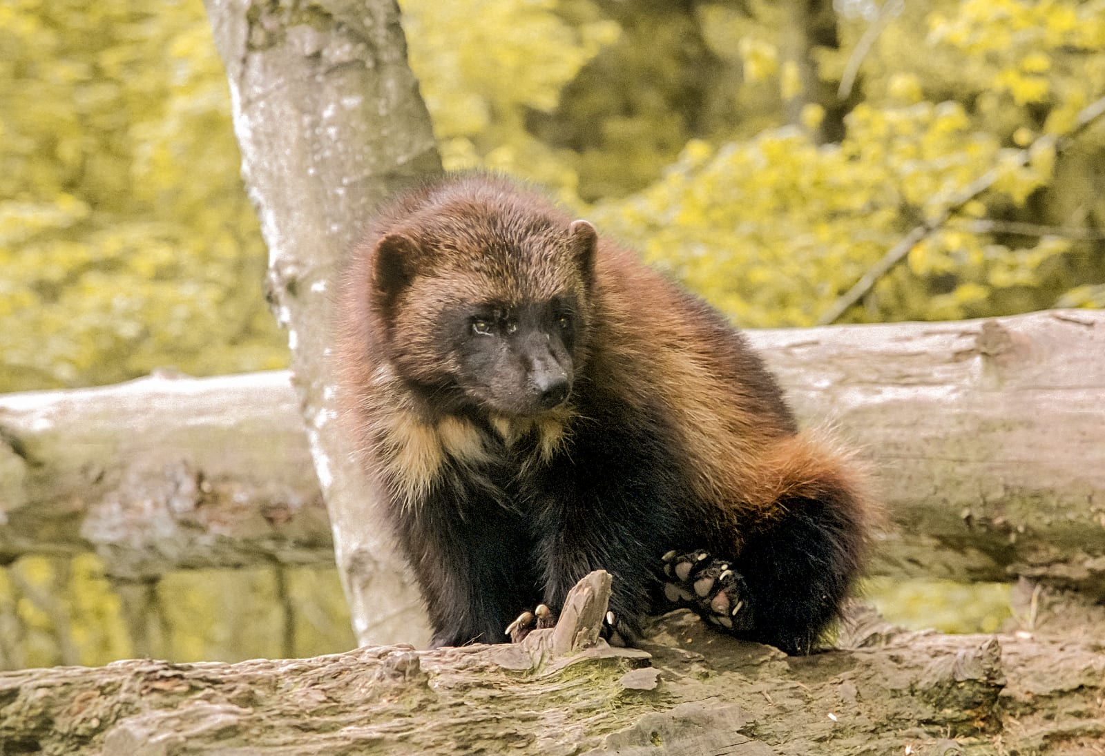 Wolverine walking across a log in a wooded enclosure