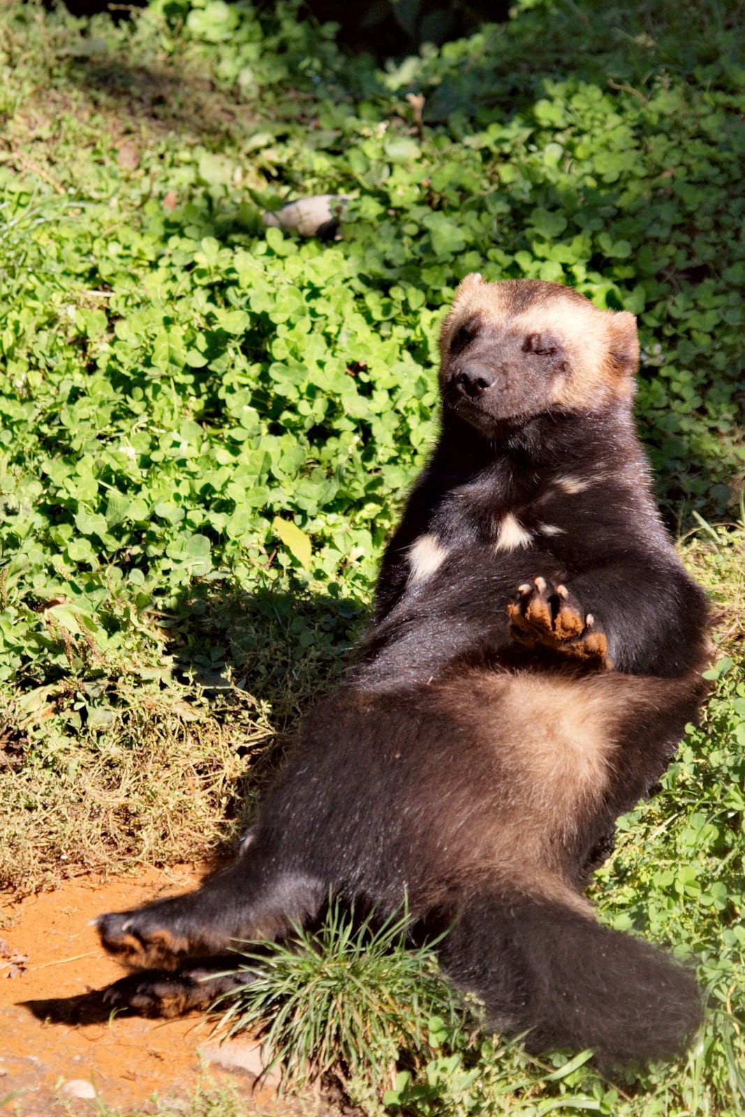 Wolverine (Gulo gulo)