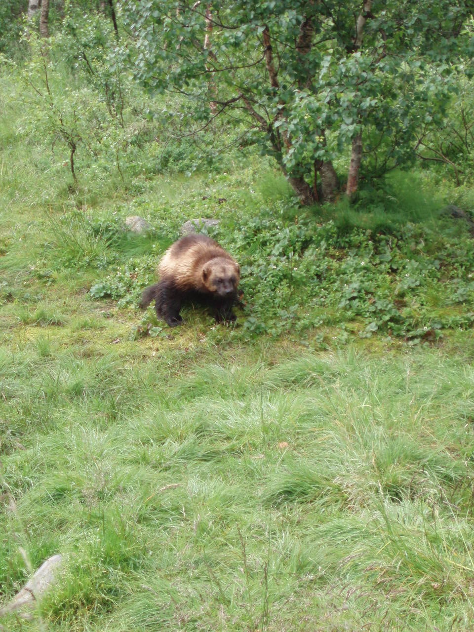Gulo gulo-Wolverine-Polar Zoo Norway