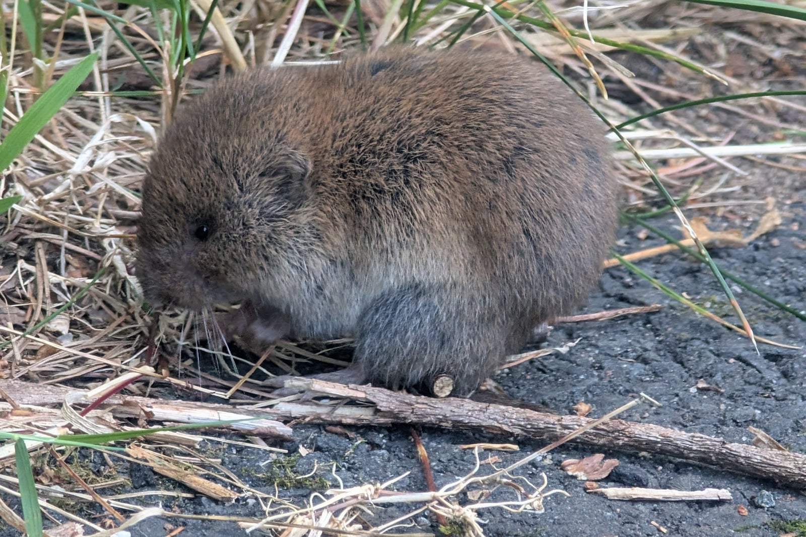 Microtus pinetorum - crlevy - 550023152