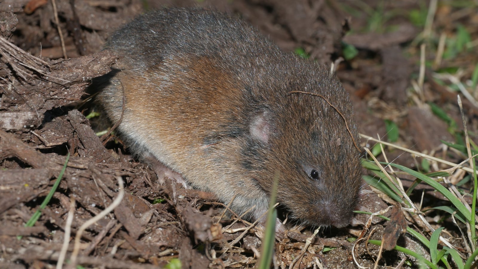 Microtus pinetorum - Nathan T. Jones - 128517976