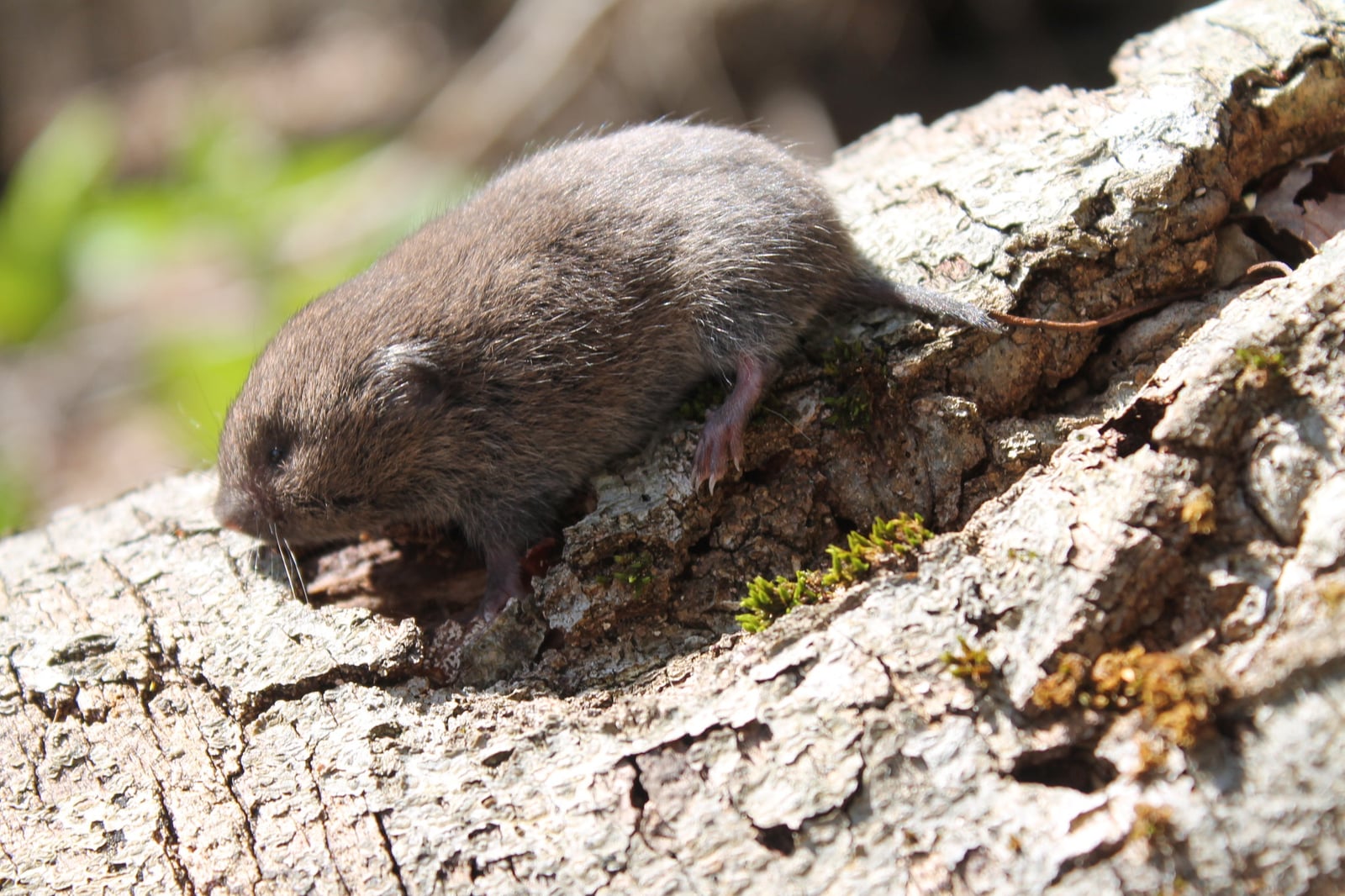 Microtus pinetorum - Violet T. - 189296500