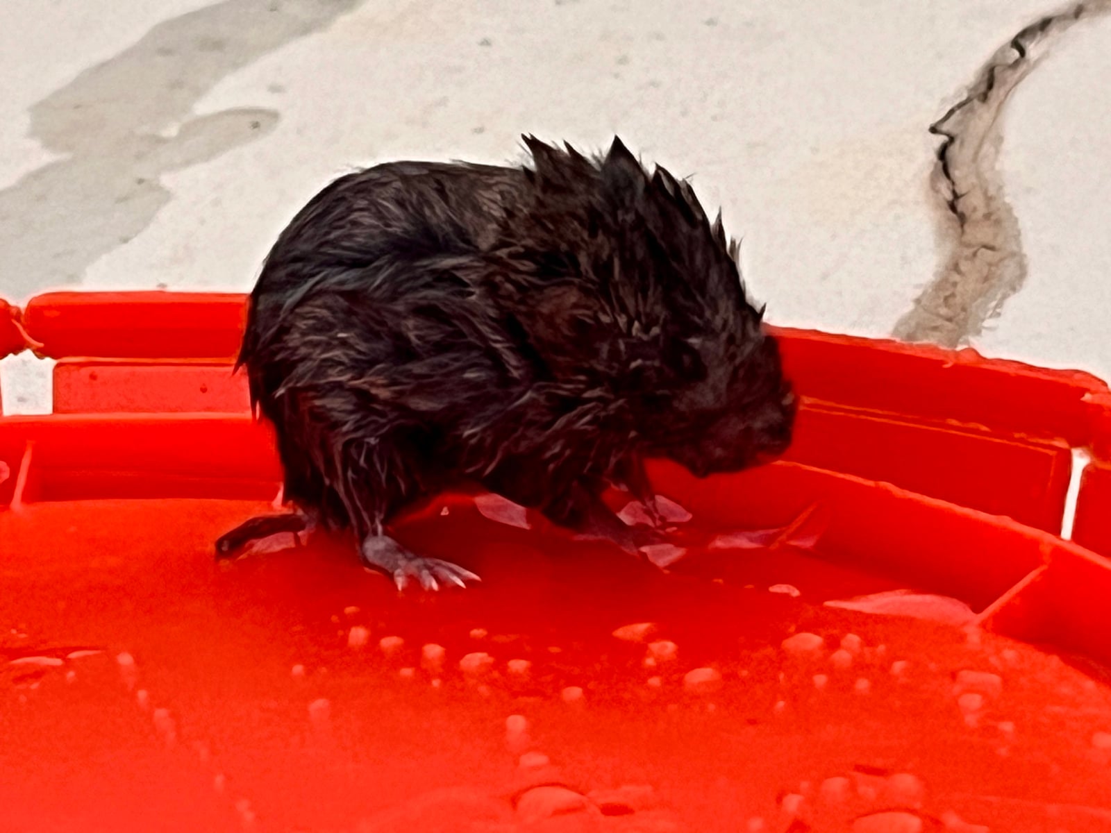 Woodland vole standing alert in a pitfall survey trap