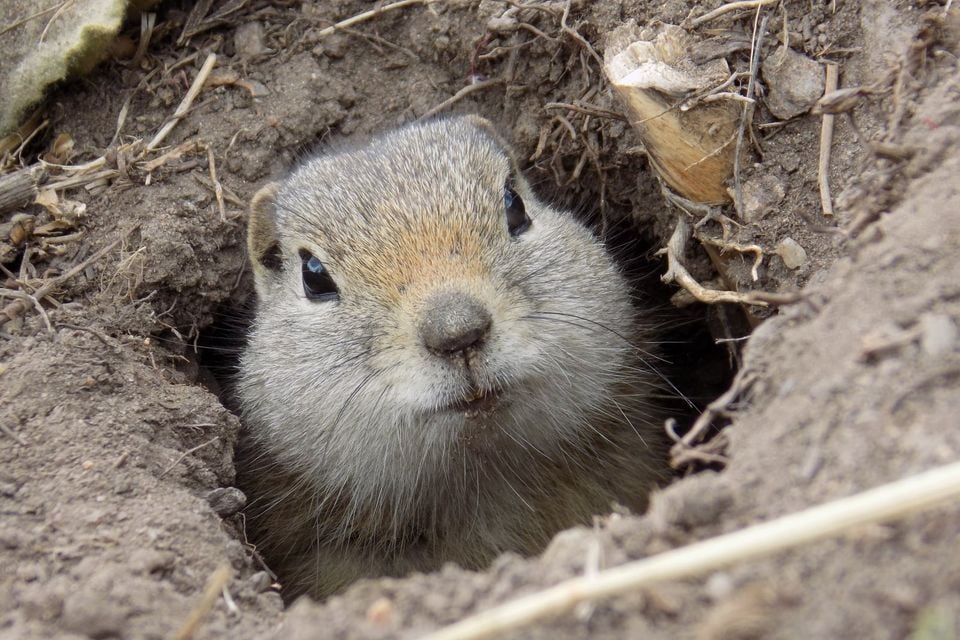 Wyoming ground squirrel peering from a burrow entrance