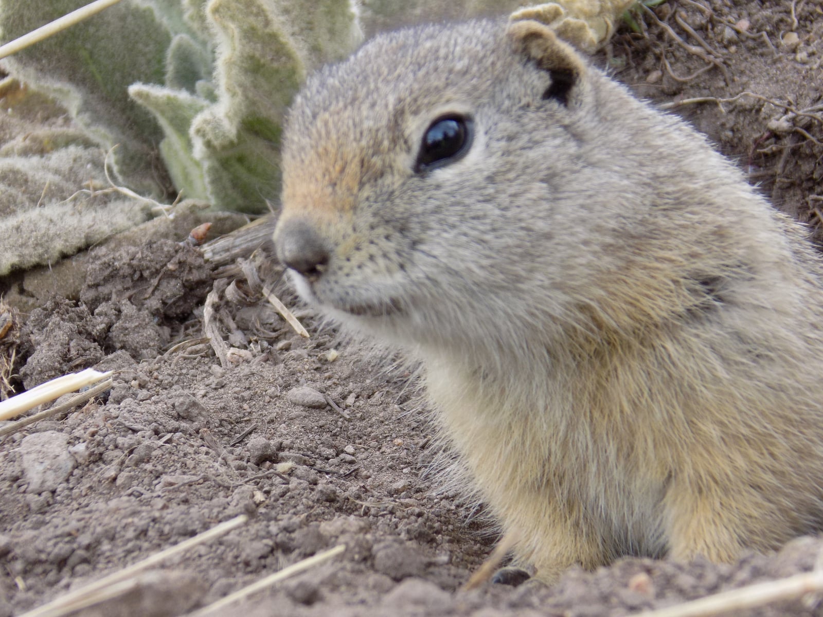 Wyoming ground squirrel close-up at a burrow rim