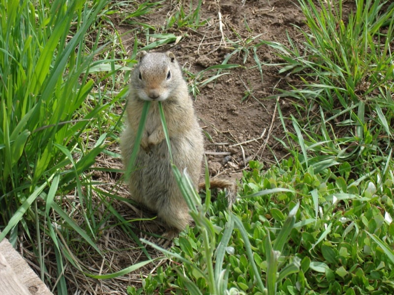 Wyoming ground squirrel standing upright in green grass
