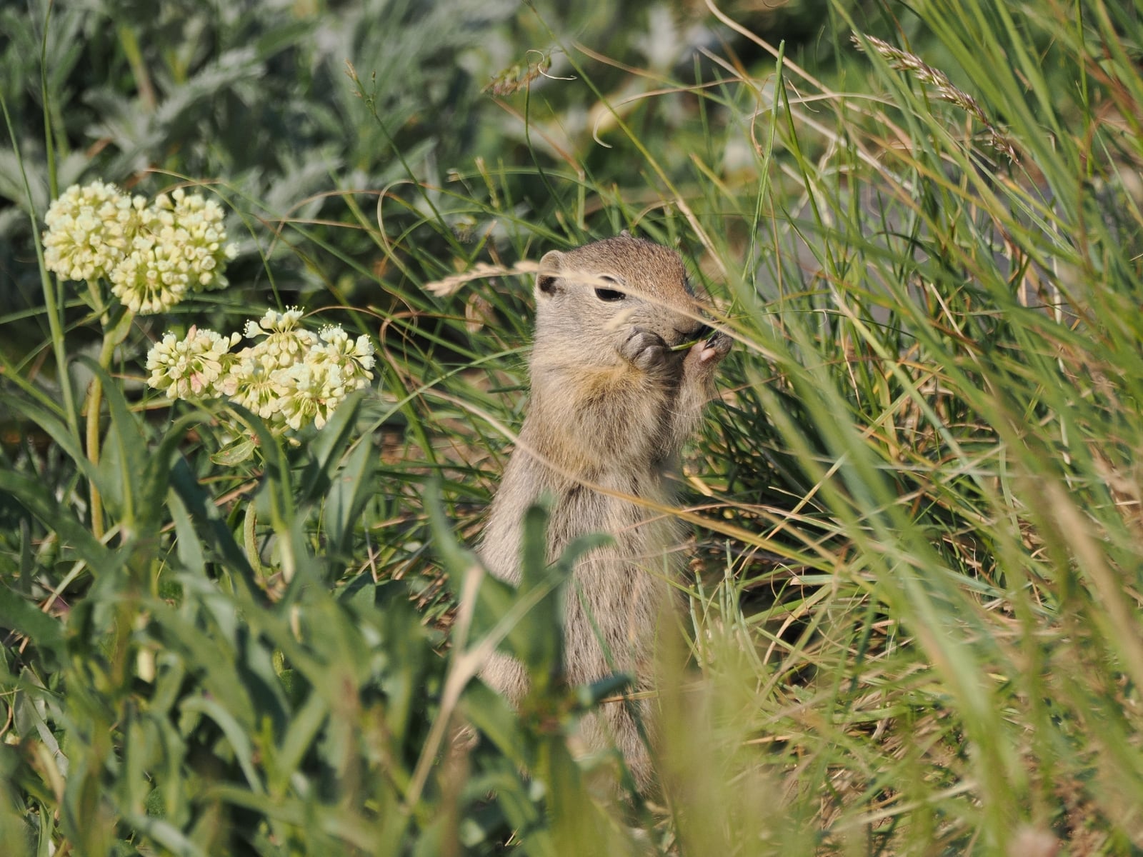 Wyoming ground squirrel feeding among meadow grasses