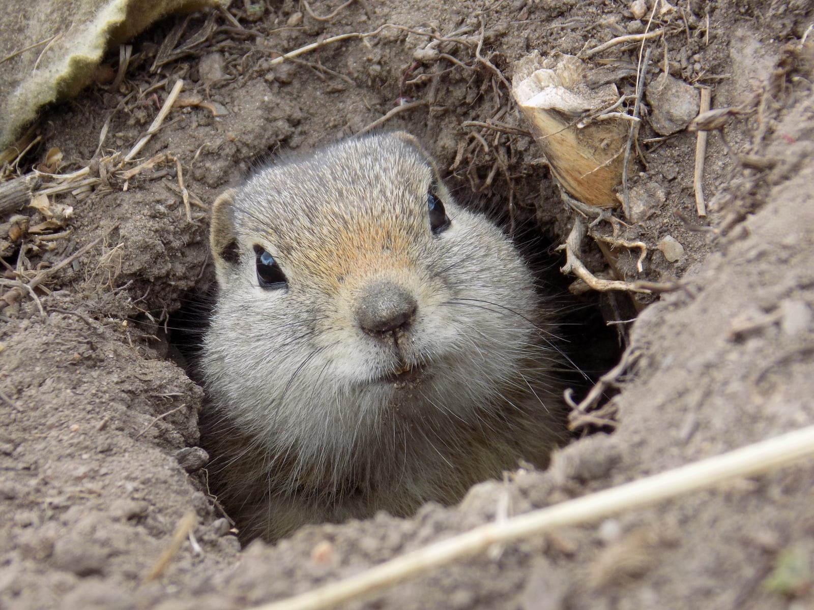 Live Wyoming ground squirrel peering out of its burrow