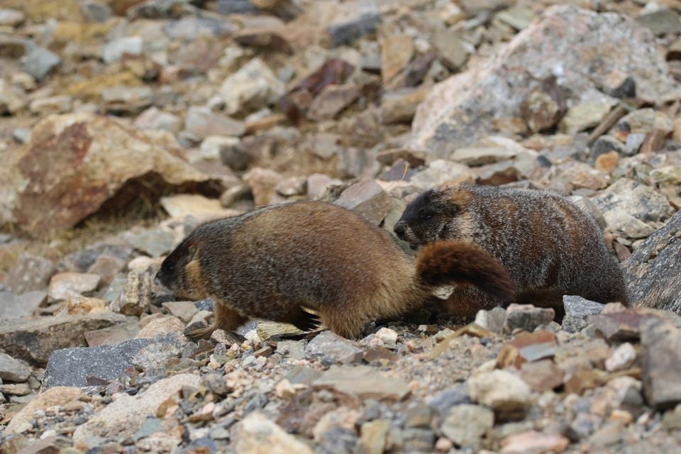 Marmota flaviventris (29862435206)