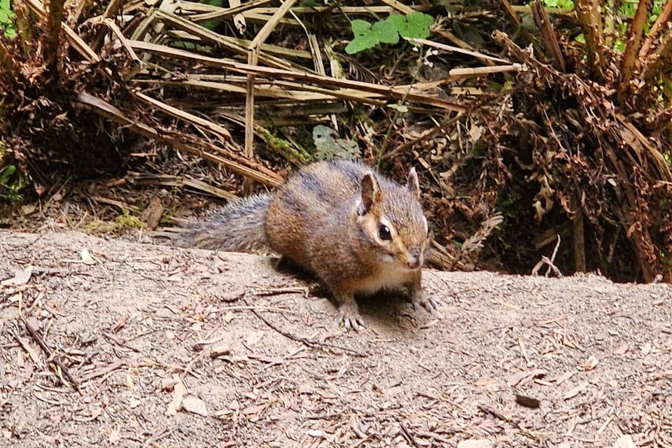 Yellow-cheeked Chipmunk (Neotamias ochrogenys)