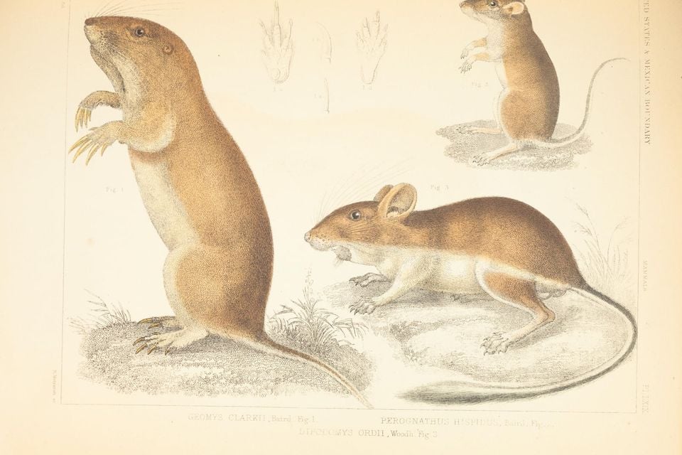 Yellow-faced pocket gopher looking out from a burrow entrance in dry grass