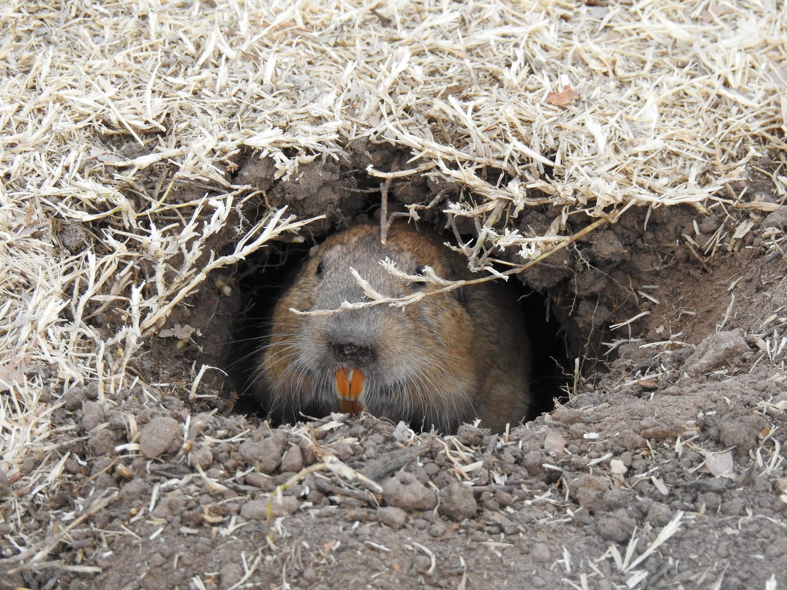 Yellow-faced pocket gopher looking out from a burrow entrance in dry grass