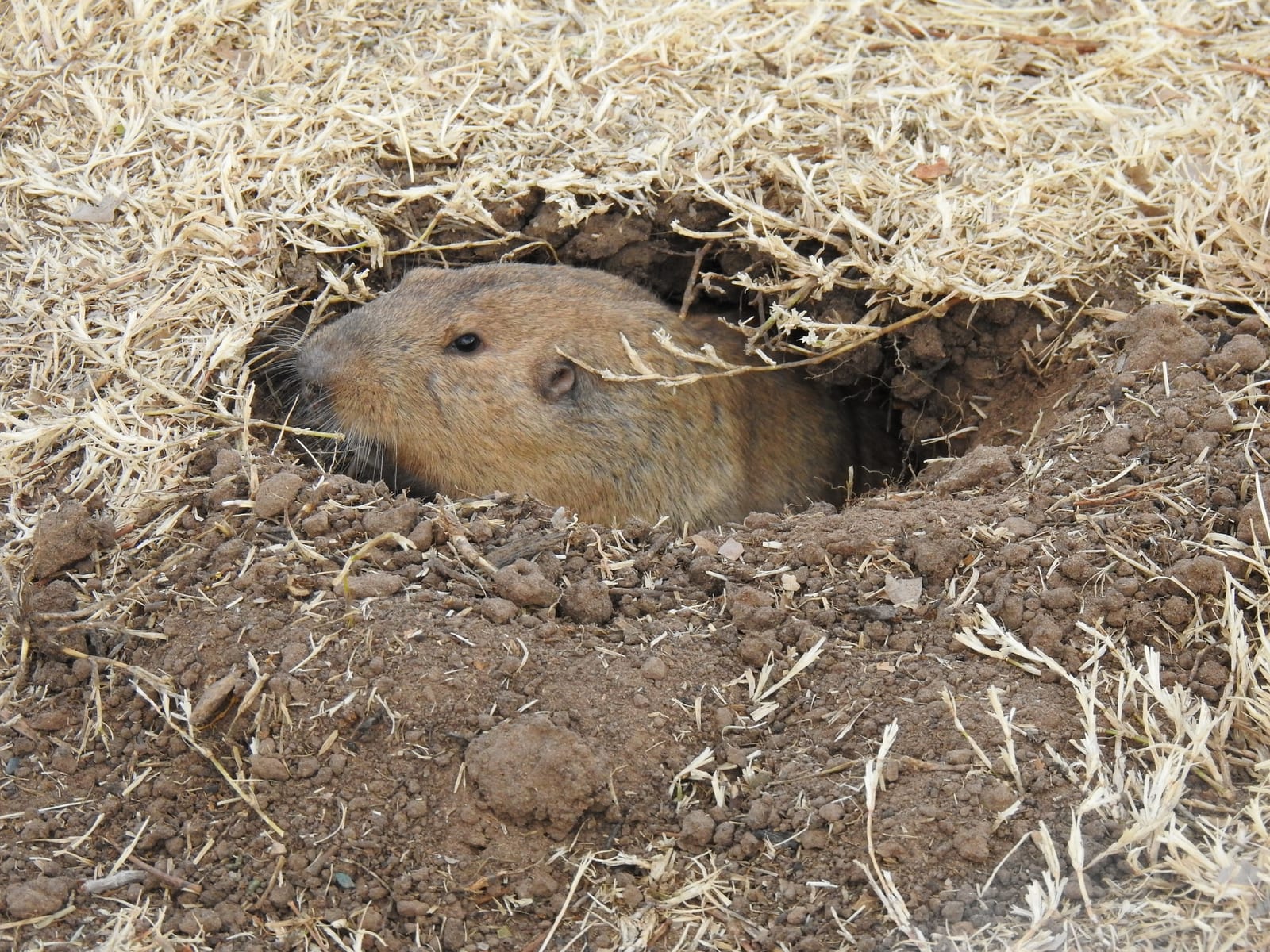 Yellow-faced pocket gopher side view at a burrow mouth
