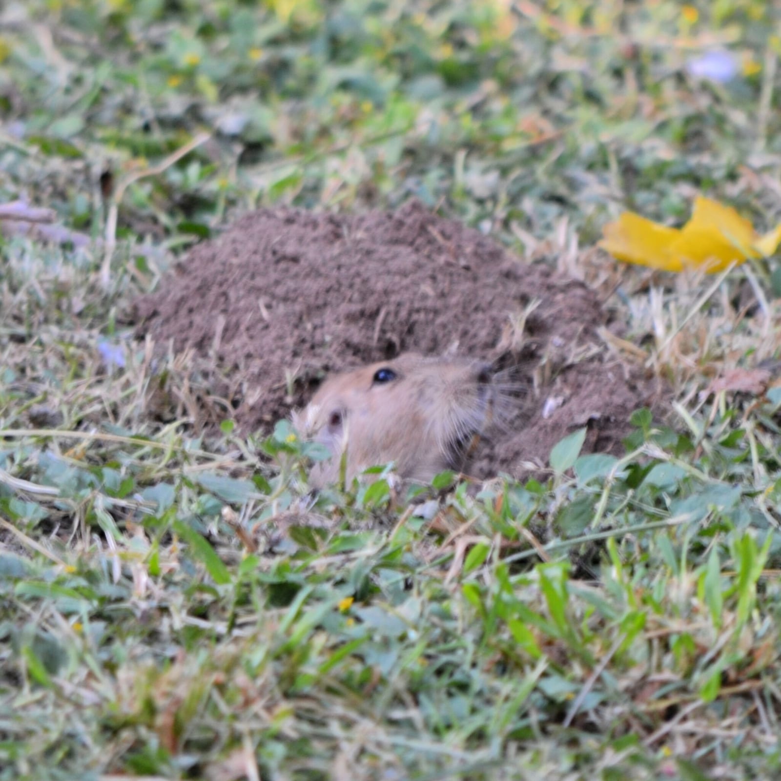 Yellow-faced pocket gopher peering from a low burrow in vegetation