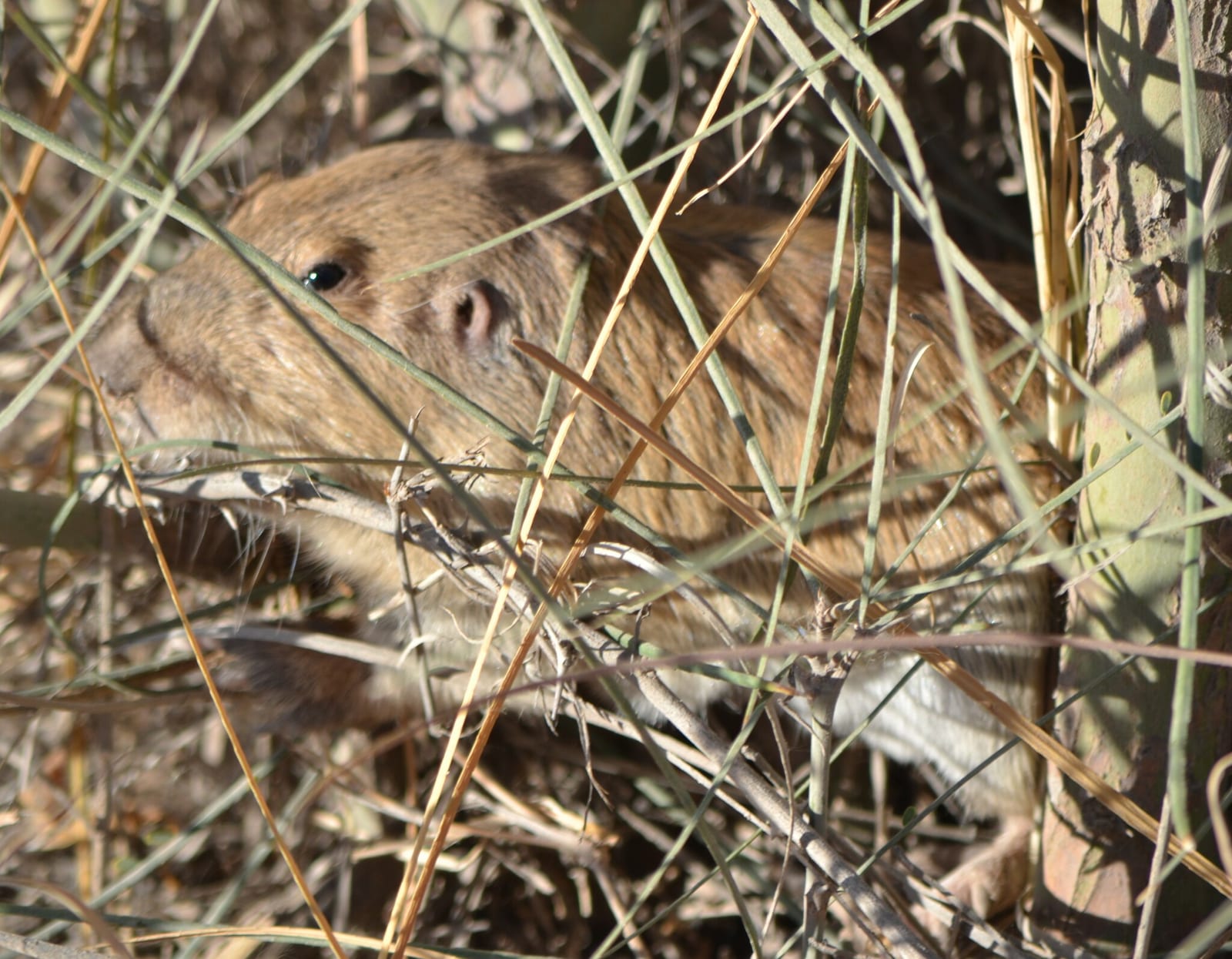 Yellow-faced pocket gopher partly hidden among desert stems
