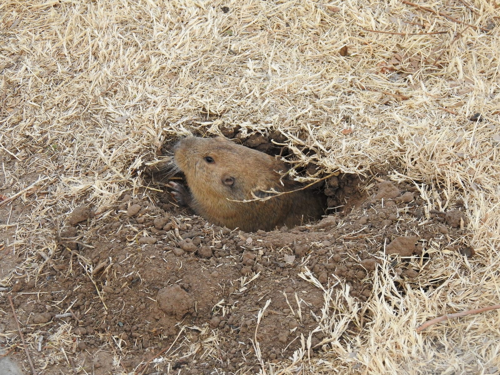Yellow-faced pocket gopher reaching out from a burrow entrance