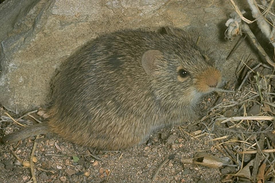 Yellow-nosed Cotton Rat moving through leaf litter and rocks