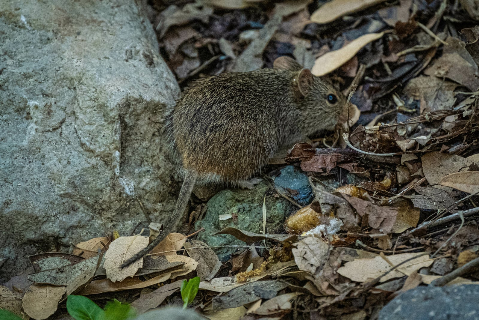 Yellow-nosed Cotton Rat moving through leaf litter and rocks