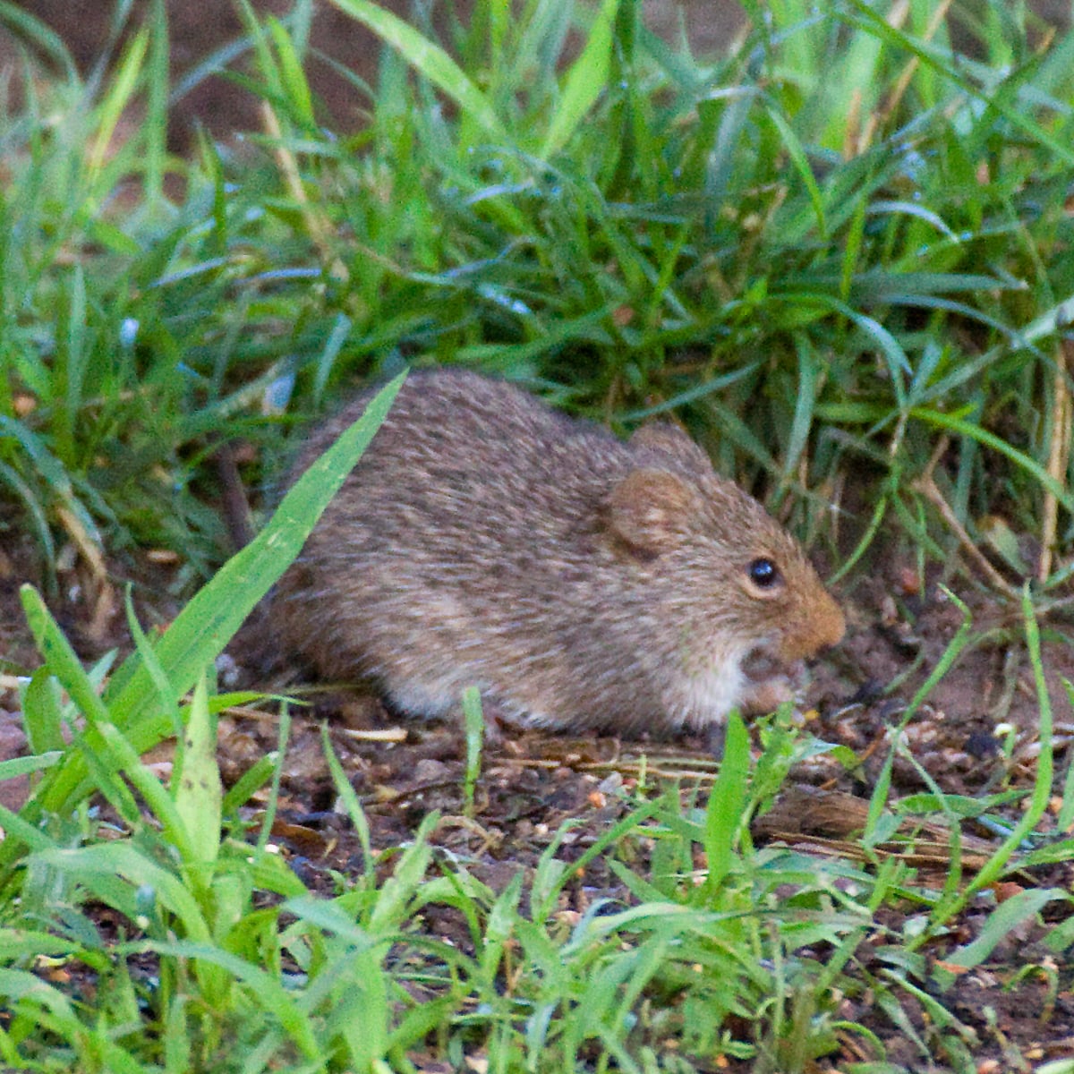 Yellow-nosed Cotton Rat in short green grass
