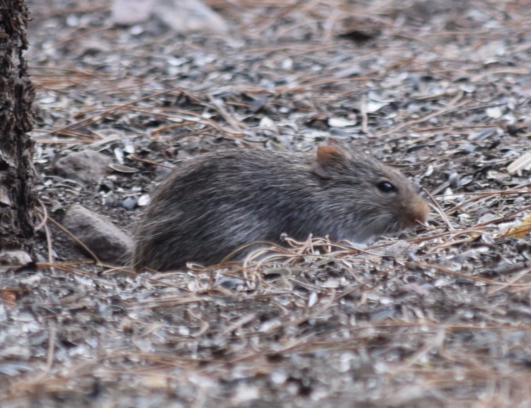 Yellow-nosed Cotton Rat low in pine litter