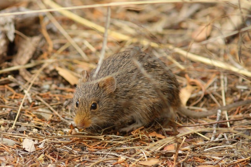 Yellow-nosed Cotton Rat facing forward on dry needles
