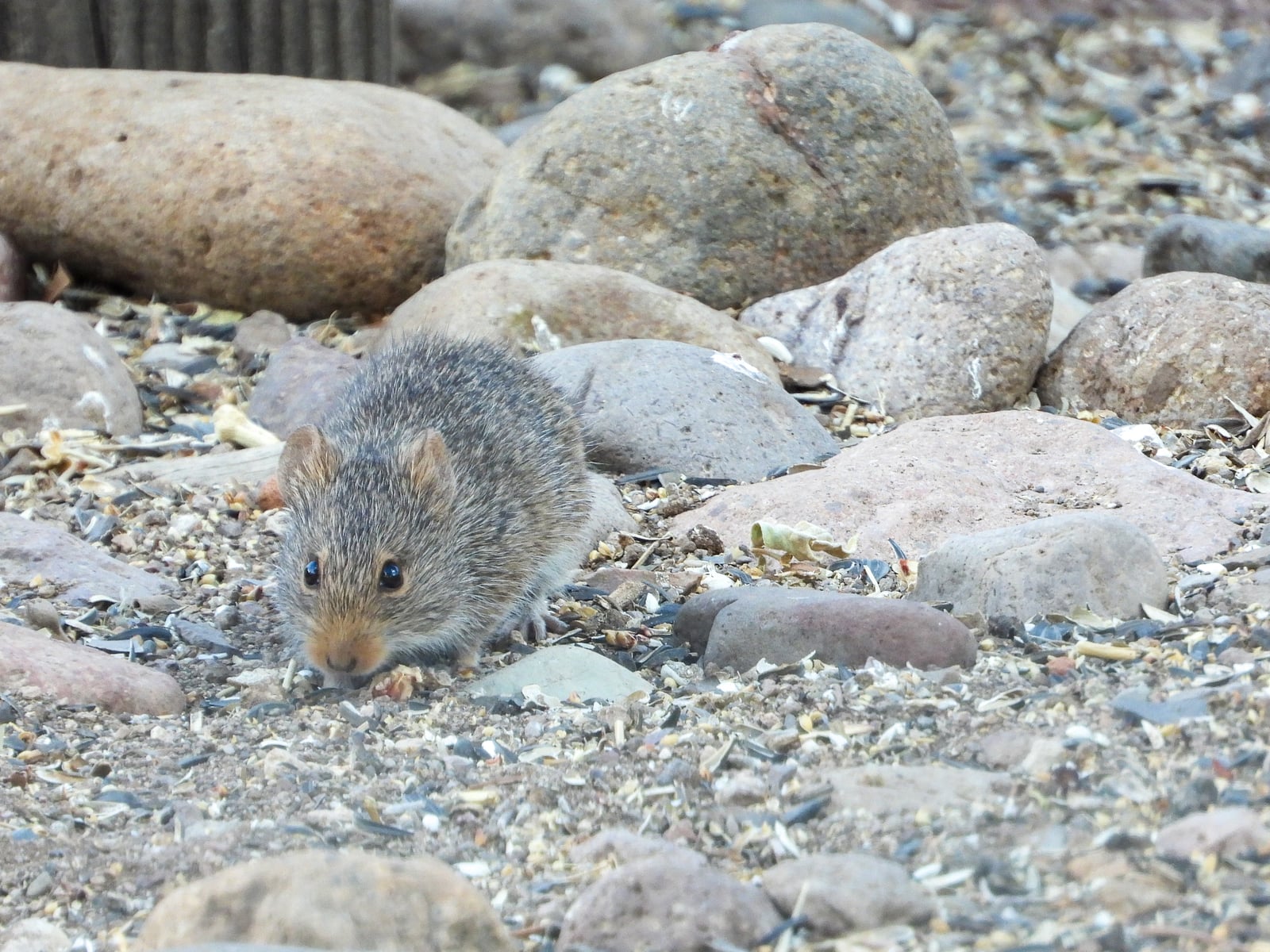 Yellow-nosed Cotton Rat among rounded rocks