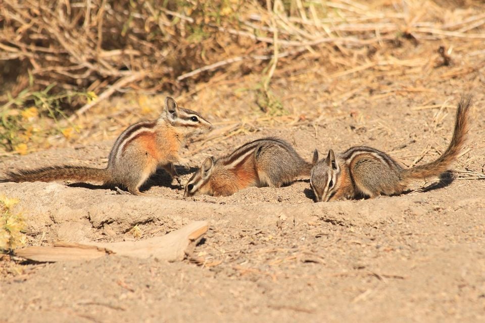 Yellow-pine Chipmunk 2a wray (8272946686)