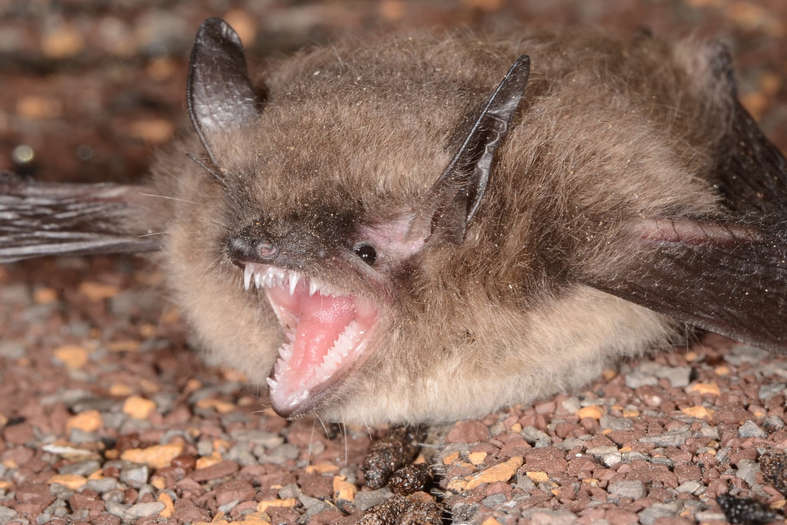 Yuma myotis crouched on the ground at night
