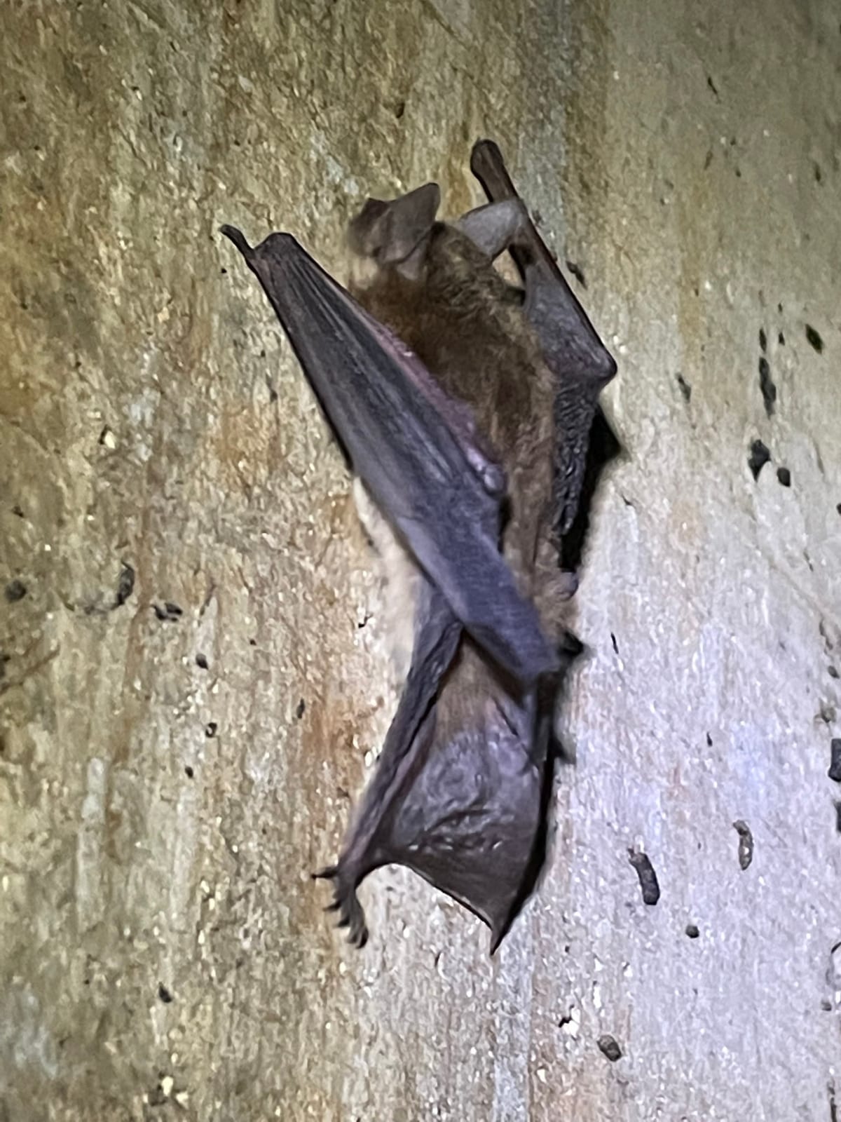 Yuma myotis roosting on a wooden surface