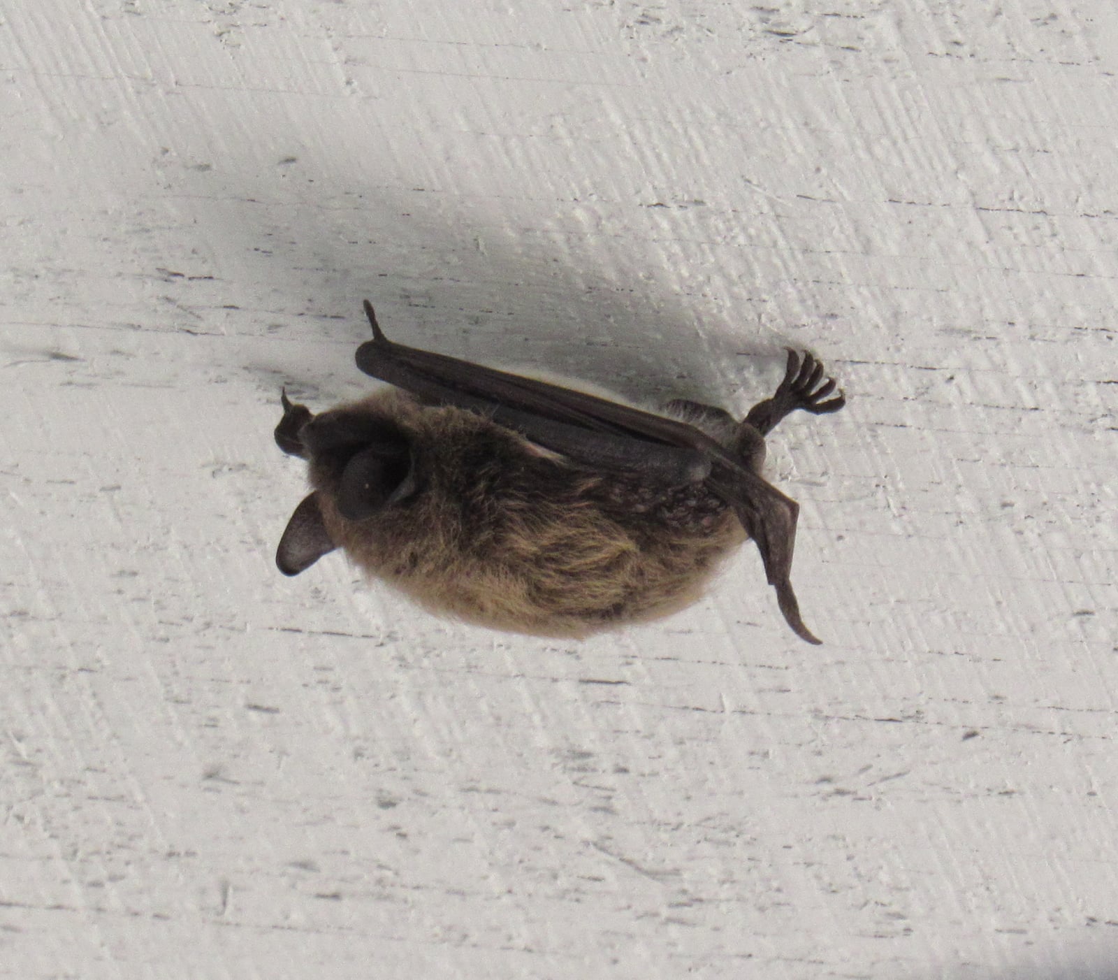 Yuma myotis roosting on a wall