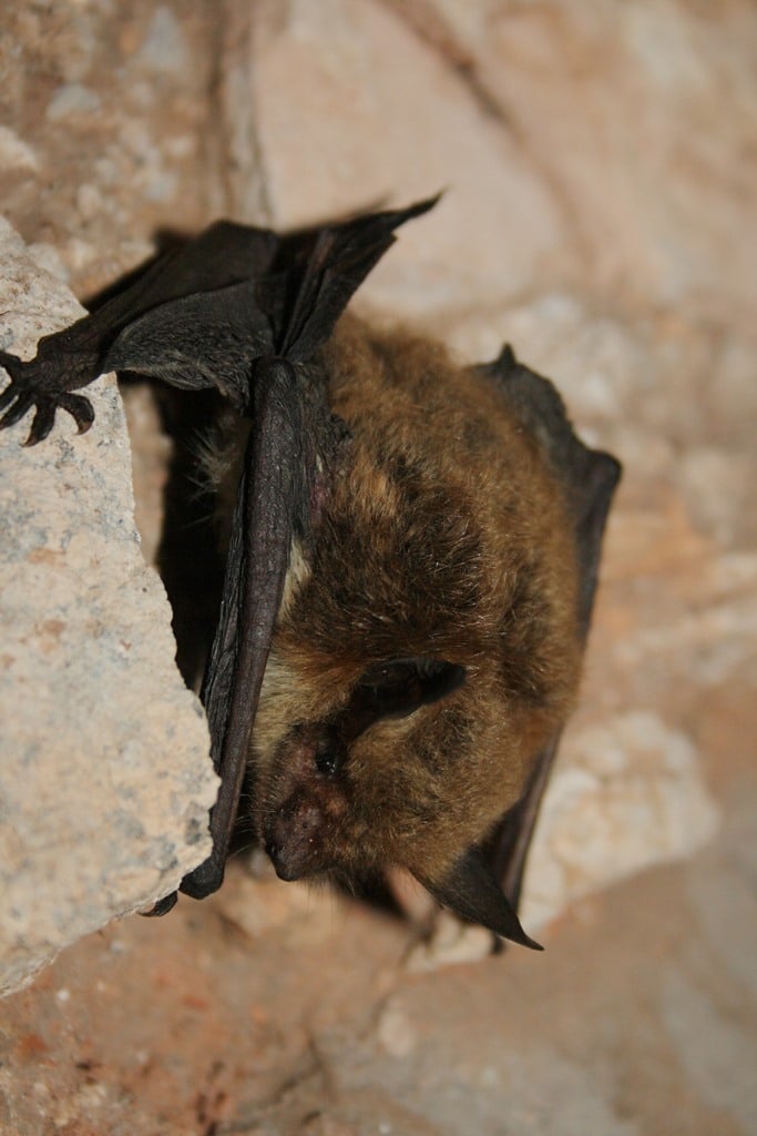 Yuma myotis hanging from a cave wall
