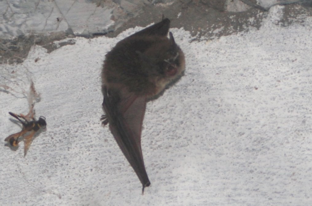 Yuma myotis on a pale wall